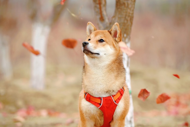 강아지 산책 언제부터, 강아지 산책 횟수, 강아지 산책 시기, 산책가방