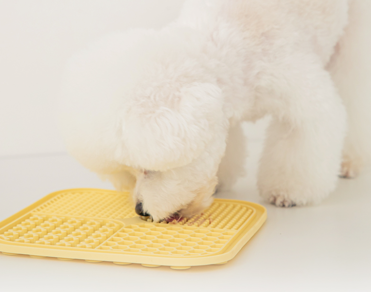 강아지 배 소리, 강아지 복명음, 강아지 배 꼬르륵, 강아지 배고플 때, 강아지 체했을 때