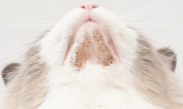 고양이 턱드름, 고양이 턱드름 원인, 고양이 턱드름 제거, 고양이 여드름, 클로르헥시딘