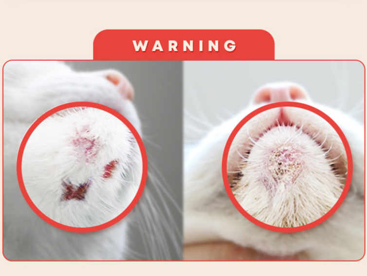 고양이 턱드름, 고양이 턱드름 원인, 고양이 턱드름 제거, 고양이 여드름, 클로르헥시딘
