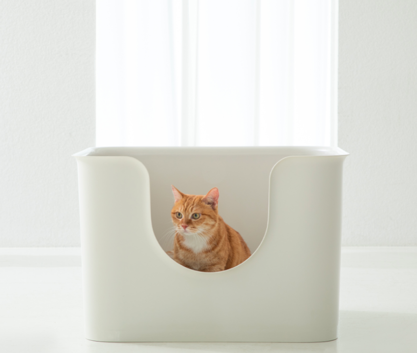고양이 모래 교체 주기, 고양이 화장실 청소, 벤토나이트 모래, 두부 모래, 고양이 배변 실수